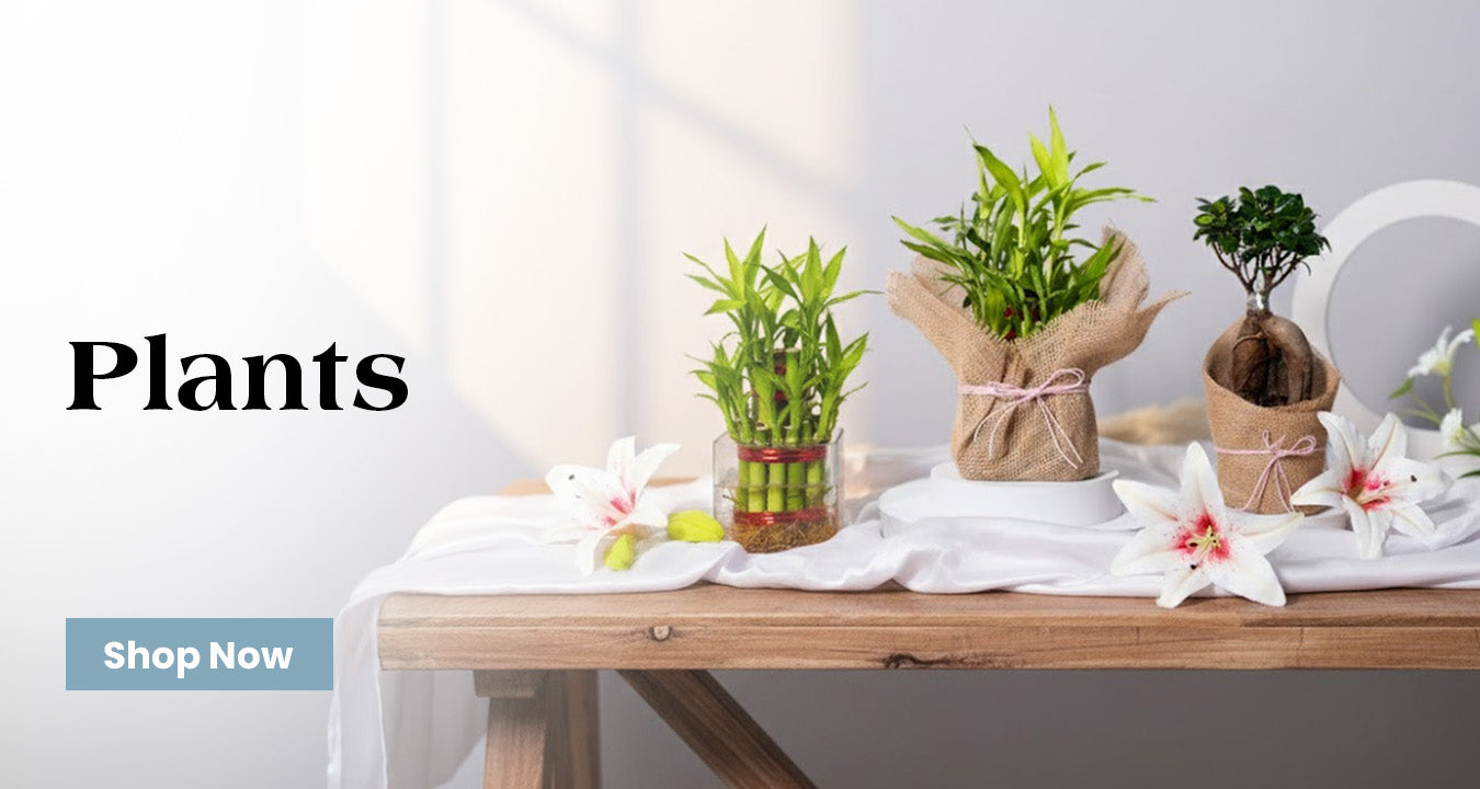 Plants