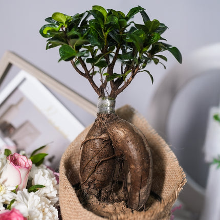 Rooted in Love Hamper