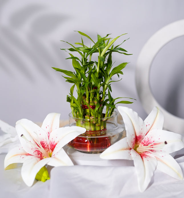 Lucky Bamboo in Clear Glass