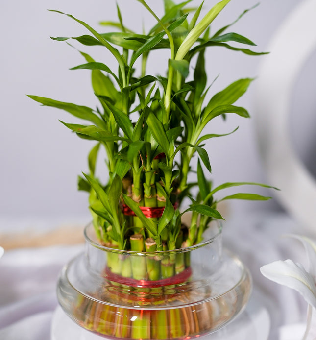 Lucky Bamboo in Clear Glass