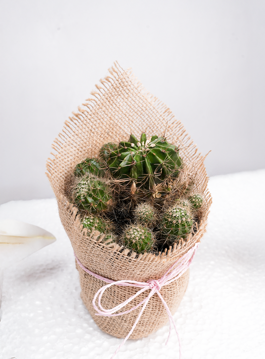 Cactus Cluster