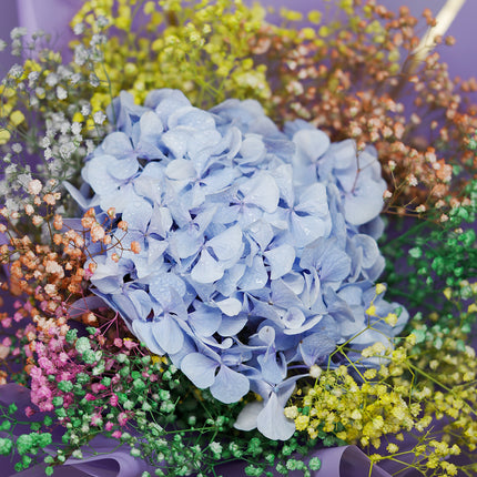 Blue hydrangea bouquet with colorful baby’s breath flowers on a purple background