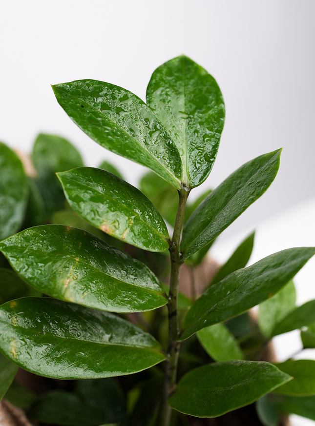 ZZ Plant in Rustic Jute Wrap