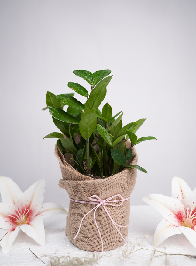 ZZ Plant in Rustic Jute Wrap