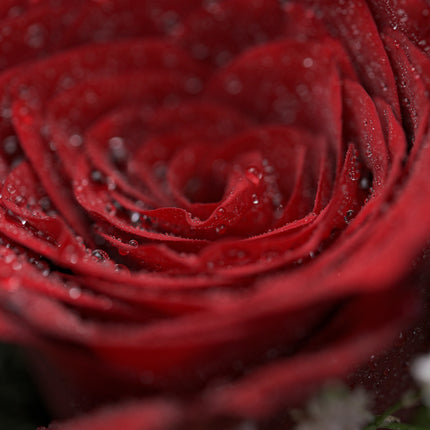 Close-up of a red rose with water droplets on petals, floral macro photography
