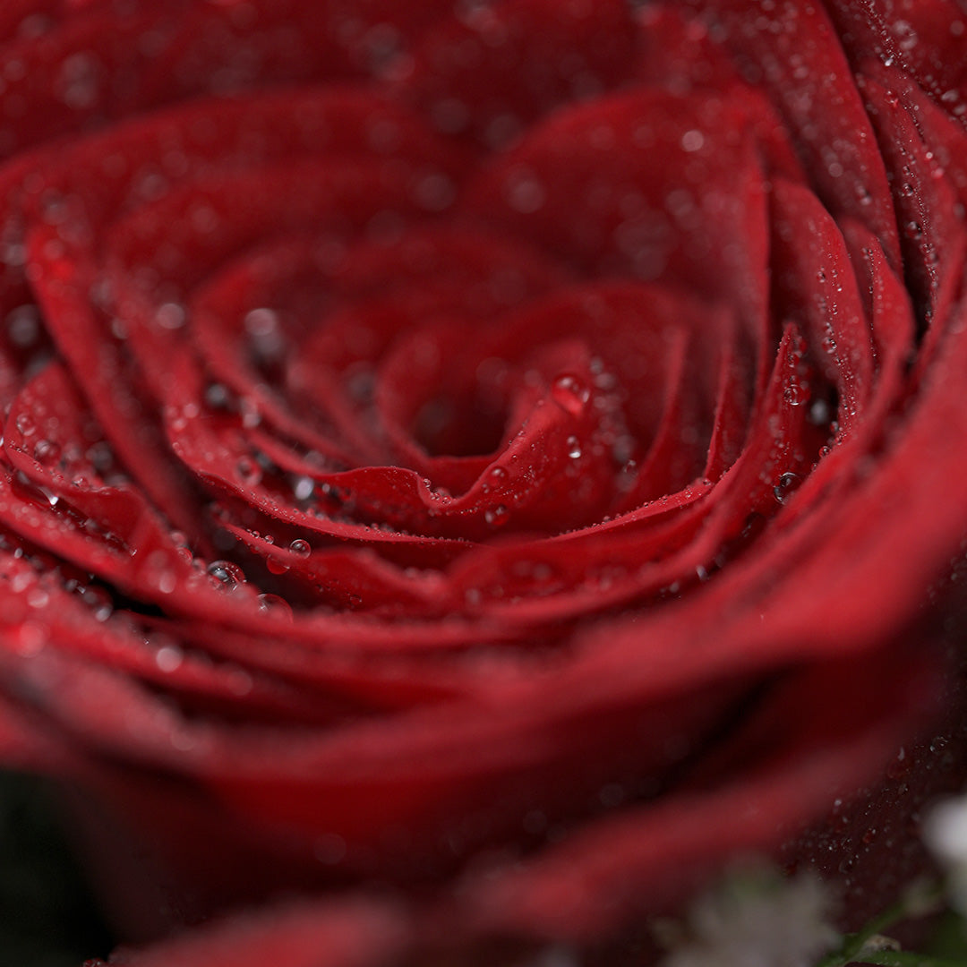 Scarlet Symphony – Red Rose Box